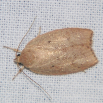 Prionocris (genus) (A Conceler moth (Wingia Group)) at Sheldon, QLD - 23 Mar 2007 by PJH123