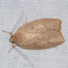 Prionocris (genus) (A Conceler moth (Wingia Group)) at Sheldon, QLD - 23 Mar 2007 by PJH123