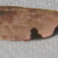 Zonopetala quadripustulella (A Concealer moth (Wingia Group)) at Sheldon, QLD - 23 Mar 2007 by PJH123