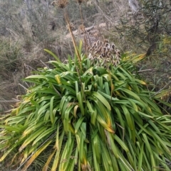 Agapanthus praecox subsp. orientalis (Agapanthus) at Cuumbeun Nature Reserve - 15 Jul 2023 by WalterEgo