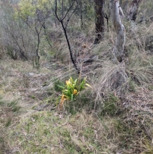 Agapanthus praecox subsp. orientalis at Carwoola, NSW - 16 Jul 2023