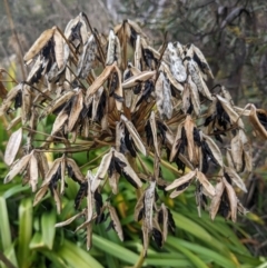 Agapanthus praecox subsp. orientalis at Carwoola, NSW - 16 Jul 2023