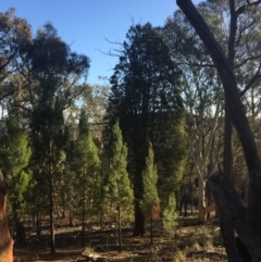 Callitris endlicheri (Black Cypress Pine) at Aranda Bushland - 16 Jul 2023 by dwise