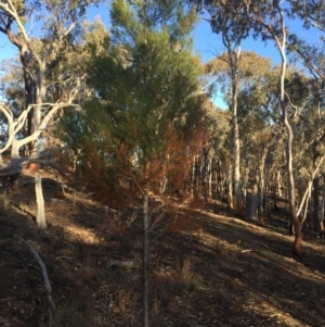 Callitris endlicheri at Aranda, ACT - 16 Jul 2023 03:50 PM