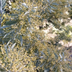 Acacia covenyi at Fadden, ACT - 16 Jul 2023