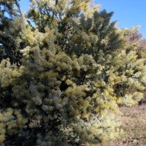 Acacia covenyi at Fadden, ACT - 16 Jul 2023