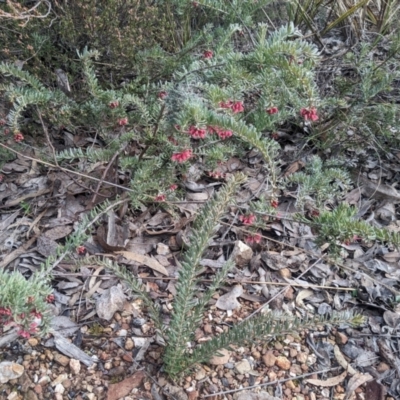 Grevillea lanigera (Woolly Grevillea) at Carwoola, NSW - 16 Jul 2023 by WalterEgo