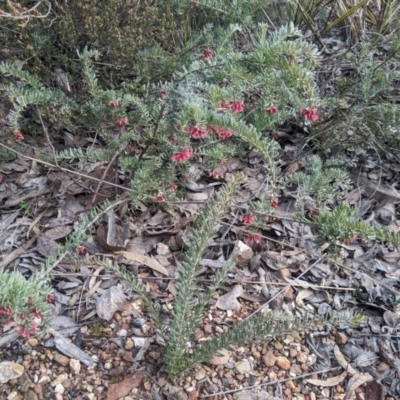 Grevillea lanigera (Woolly Grevillea) at Cuumbeun Nature Reserve - 15 Jul 2023 by WalterEgo