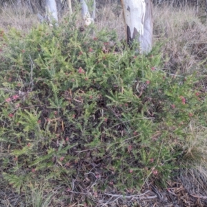 Grevillea rosmarinifolia subsp. rosmarinifolia at Carwoola, NSW - 16 Jul 2023