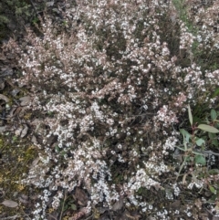 Styphelia attenuata (Small-leaved Beard Heath) at Wright Park and Old Sydney Road Reserve - 16 Jul 2023 by WalterEgo