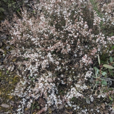 Leucopogon attenuatus (Small-leaved Beard Heath) at Wright Park and Old Sydney Road Reserve - 15 Jul 2023 by WalterEgo