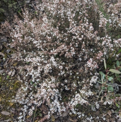 Leucopogon attenuatus (Small-leaved Beard Heath) at Greenleigh, NSW - 15 Jul 2023 by WalterEgo