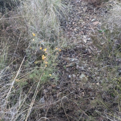 Dillwynia sieberi (Sieber's Parrot Pea) at Greenleigh, NSW - 16 Jul 2023 by WalterEgo