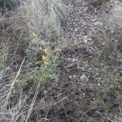 Dillwynia sieberi (Sieber's Parrot Pea) at Greenleigh, NSW - 15 Jul 2023 by WalterEgo