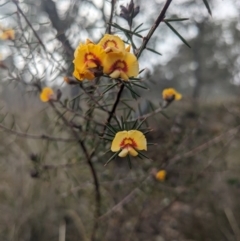 Dillwynia sieberi at Greenleigh, NSW - 16 Jul 2023