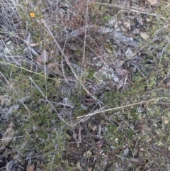 Pultenaea microphylla (Egg and Bacon Pea) at Cuumbeun Nature Reserve - 15 Jul 2023 by WalterEgo