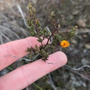 Pultenaea microphylla at Carwoola, NSW - 16 Jul 2023