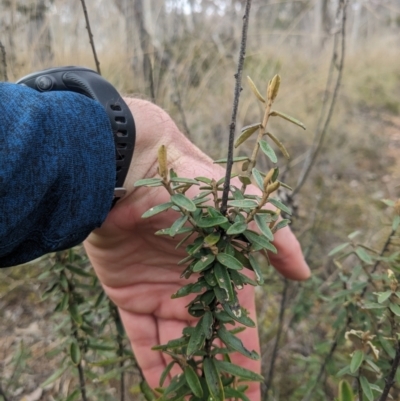 Astrotricha ledifolia (Common Star-hair) at Cuumbeun Nature Reserve - 15 Jul 2023 by WalterEgo