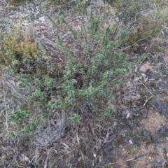 Astrotricha ledifolia at Carwoola, NSW - 16 Jul 2023