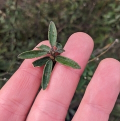 Astrotricha ledifolia at Carwoola, NSW - 16 Jul 2023 09:39 AM