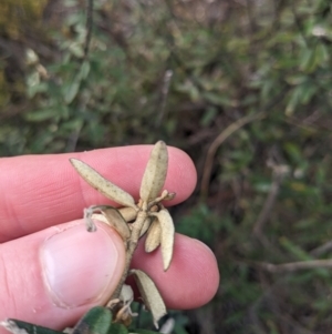 Astrotricha ledifolia at Carwoola, NSW - 16 Jul 2023