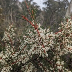 Hakea decurrens subsp. decurrens (Bushy Needlewood) at Cuumbeun Nature Reserve - 15 Jul 2023 by WalterEgo