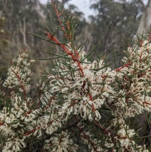 Hakea decurrens subsp. decurrens at Carwoola, NSW - 16 Jul 2023 09:16 AM