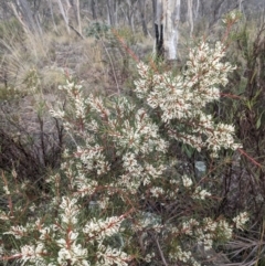 Hakea decurrens subsp. decurrens at Carwoola, NSW - 16 Jul 2023