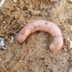 Oligochaeta (class) (Unidentified earthworm) at Tinderry, NSW - 16 Jul 2023 by danswell