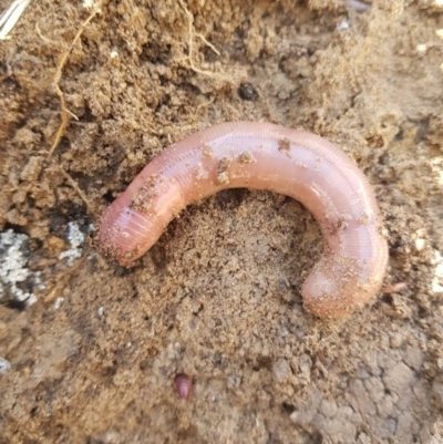 Oligochaeta (class) (Unidentified earthworm) at Tinderry, NSW - 16 Jul 2023 by danswell