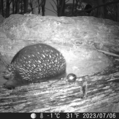 Tachyglossus aculeatus (Short-beaked Echidna) at Tinderry, NSW - 5 Jul 2023 by danswell
