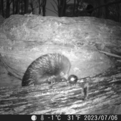 Tachyglossus aculeatus at Tinderry, NSW - 6 Jul 2023