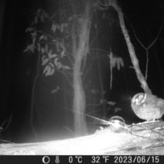 Aegotheles cristatus (Australian Owlet-nightjar) at Mt Holland - 15 Jun 2023 by danswell
