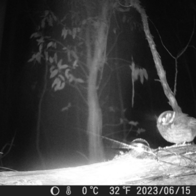 Aegotheles cristatus (Australian Owlet-nightjar) at Mt Holland - 15 Jun 2023 by danswell