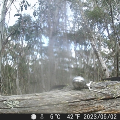 Menura novaehollandiae (Superb Lyrebird) at Tinderry, NSW - 2 Jun 2023 by danswell