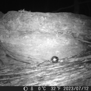 Antechinus sp. (genus) at Tinderry, NSW - suppressed