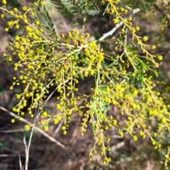 Acacia baileyana x Acacia dealbata (Cootamundra Wattle x Silver Wattle (Hybrid)) at Mount Ainslie - 16 Jul 2023 by abread111