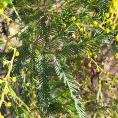 Acacia baileyana x Acacia dealbata at Hackett, ACT - 16 Jul 2023