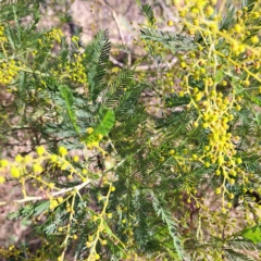 Acacia baileyana x Acacia dealbata at Hackett, ACT - 16 Jul 2023