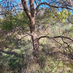 Acacia baileyana x Acacia dealbata at Hackett, ACT - 16 Jul 2023 02:33 PM