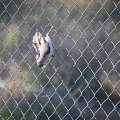 Manorina melanocephala (Noisy Miner) at Albury - 16 Jul 2023 by ChrisAllen