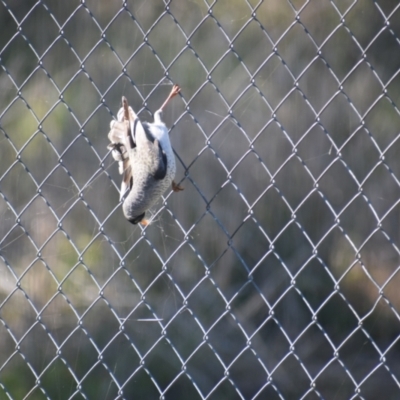 Manorina melanocephala (Noisy Miner) at Thurgoona, NSW - 16 Jul 2023 by ChrisAllen