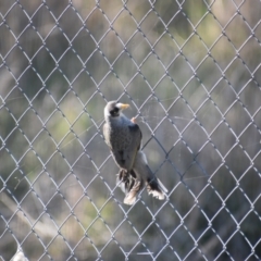 Manorina melanocephala at Thurgoona, NSW - 16 Jul 2023