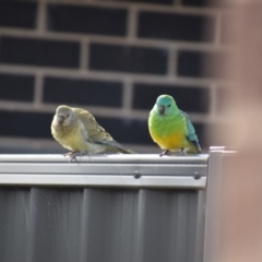 Psephotus haematonotus (Red-rumped Parrot) at Albury - 15 Jul 2023 by ChrisAllen