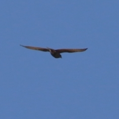 Falco berigora at Macarthur, ACT - 16 Jul 2023 12:40 PM