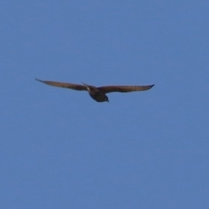 Falco berigora at Macarthur, ACT - 16 Jul 2023 12:40 PM