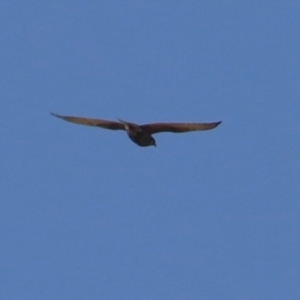 Falco berigora at Macarthur, ACT - 16 Jul 2023