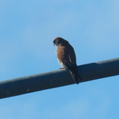 Falco cenchroides (Nankeen Kestrel) at Jerrabomberra, ACT - 16 Jul 2023 by RodDeb