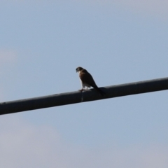 Falco cenchroides at Jerrabomberra, ACT - 16 Jul 2023