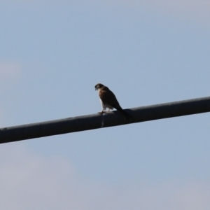 Falco cenchroides at Jerrabomberra, ACT - 16 Jul 2023 01:01 PM